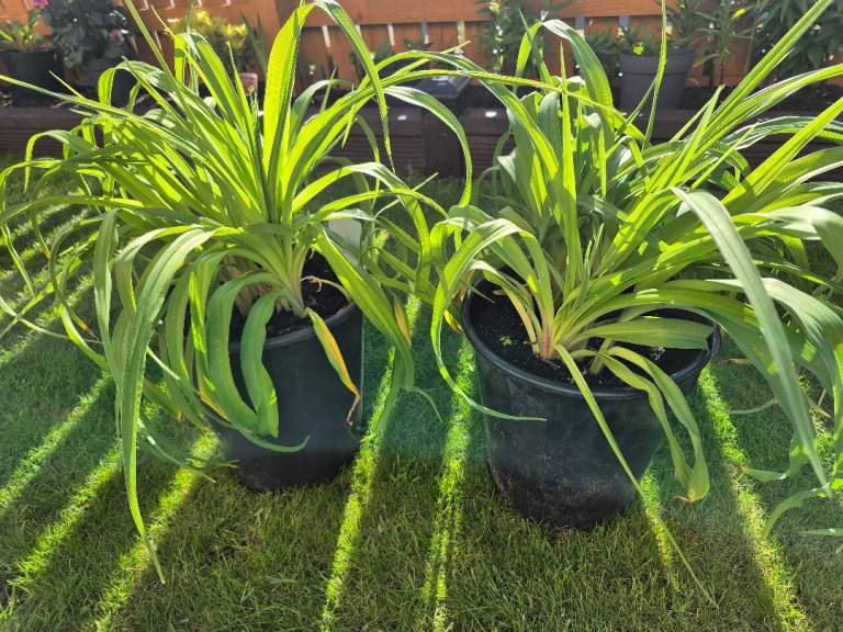 Outdoor Garden Hemerocallis Plants (Stafford)