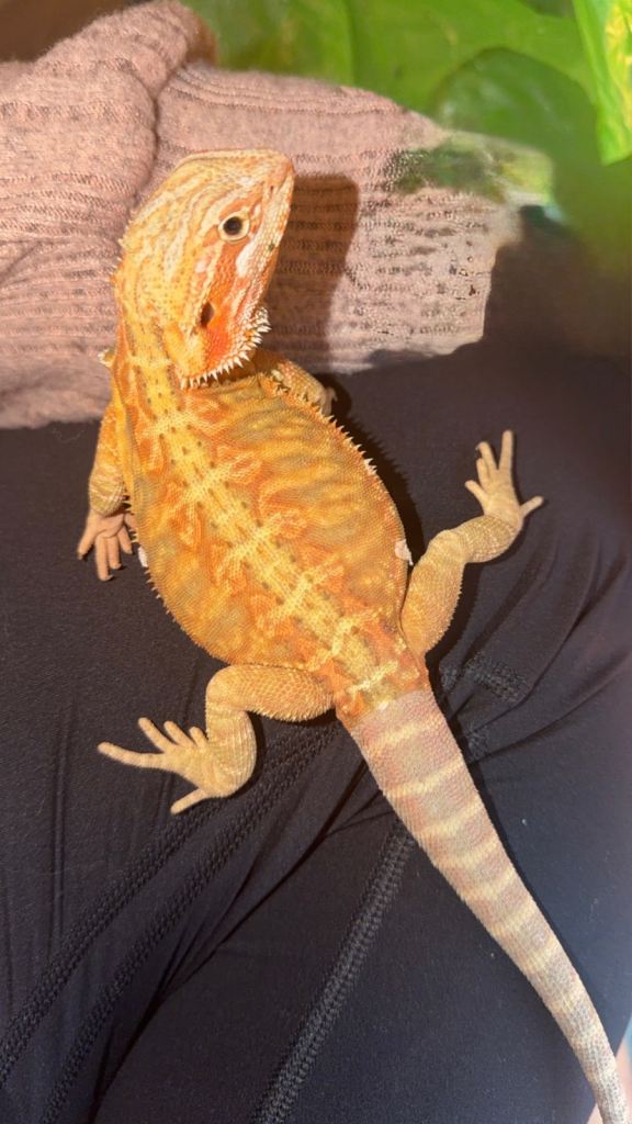 Bearded Dragon Female