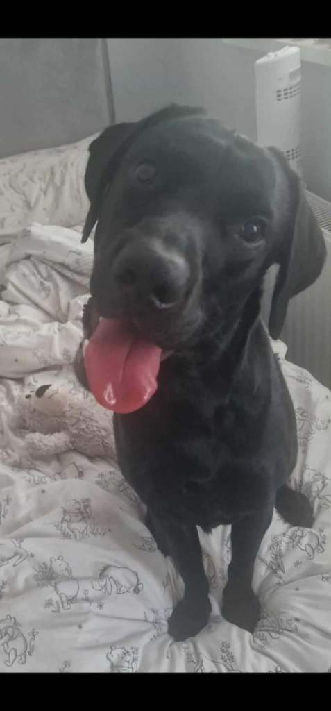 German Shepherd and Labrador for Sale