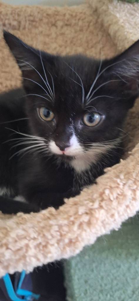 Tuxedo Kittens for Sale