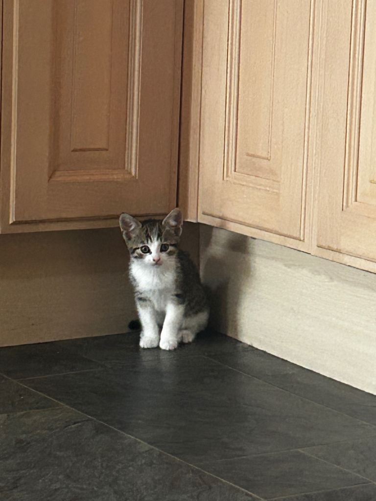 Beautiful tabby kitten 