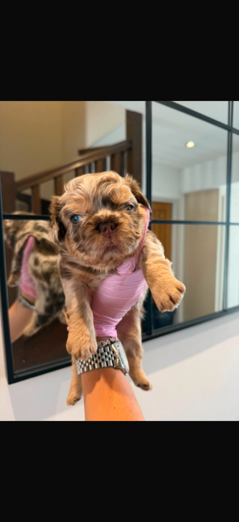 French bulldogs/kc reg 