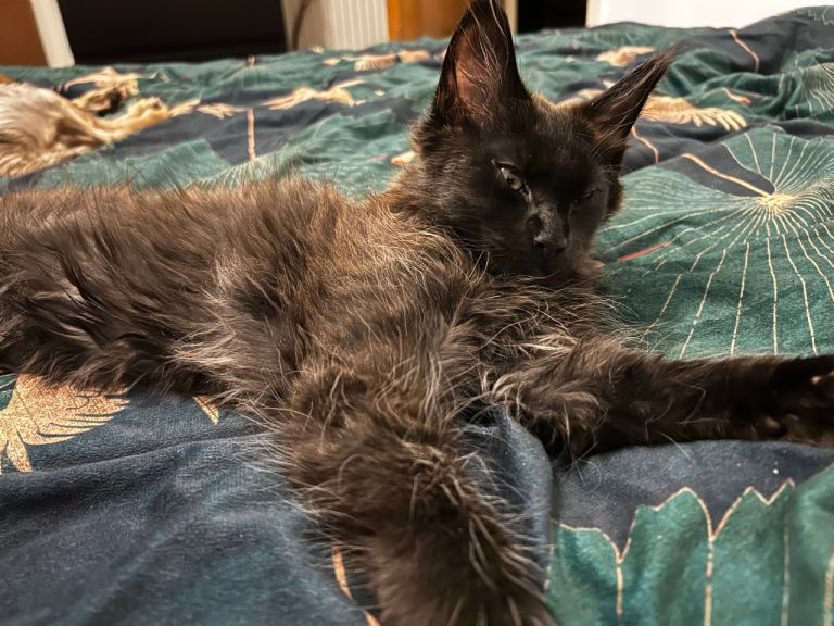 TICA registered Maine Coon health checked 