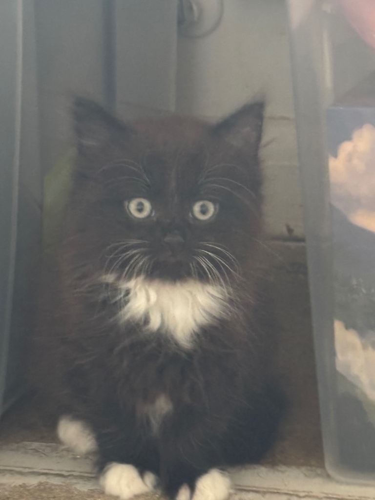 1/2 norwegian kittens 