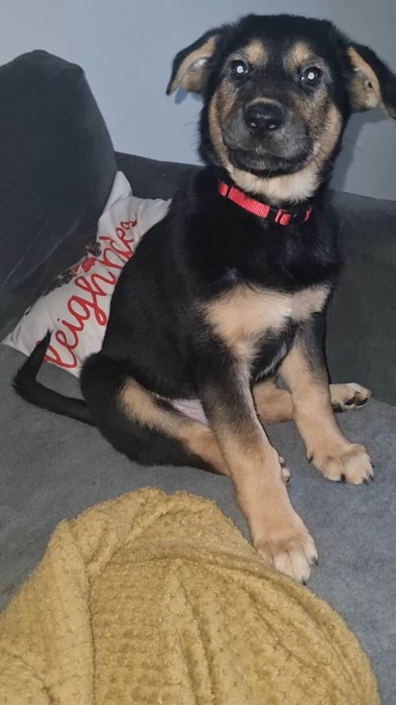 German shepard cross