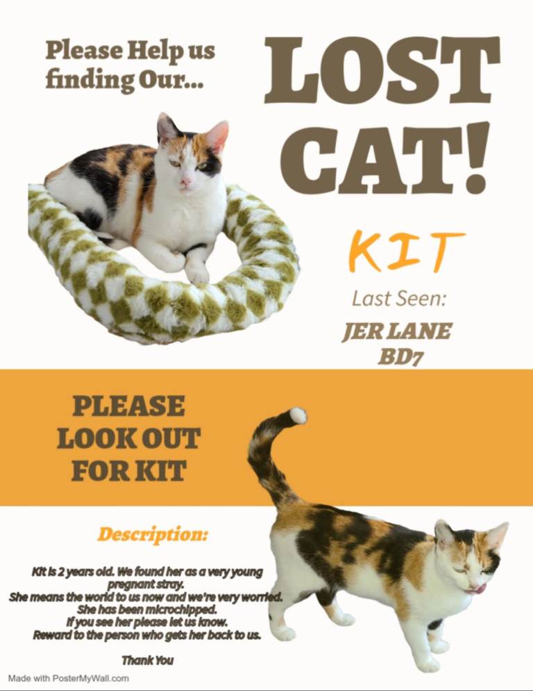 MISSING CALICO CAT