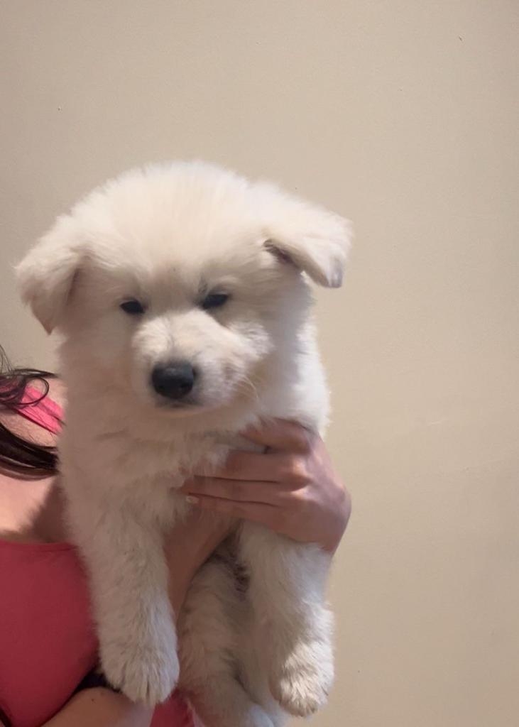 KC Reg White Swiss Shepherd Pups (like German Shepherd)