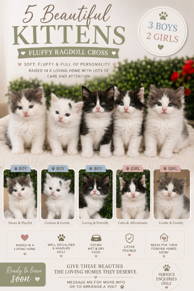 🐾 5 Beautiful Ragdoll Cross Kittens 🐾