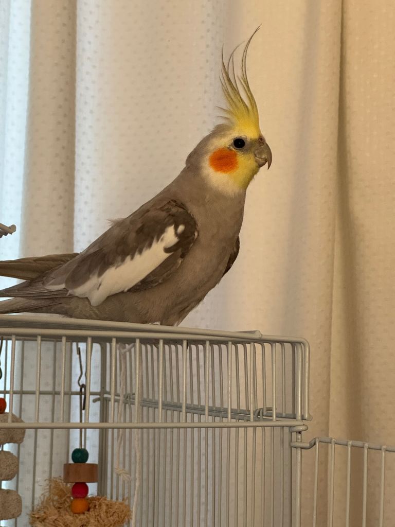 Cocktails for Sale – Kiki & Coco 🦜