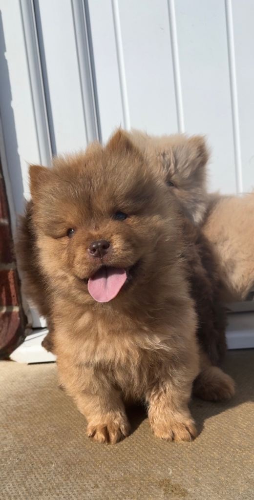 ✨🤎 Chocolate + Lilac Chow Chow Puppies  💜✨ 