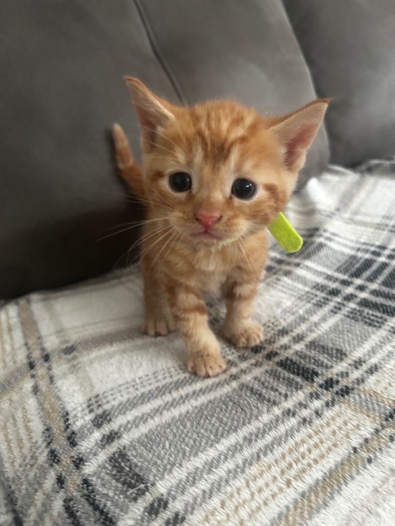 5 kittens looking for a new home 29/8