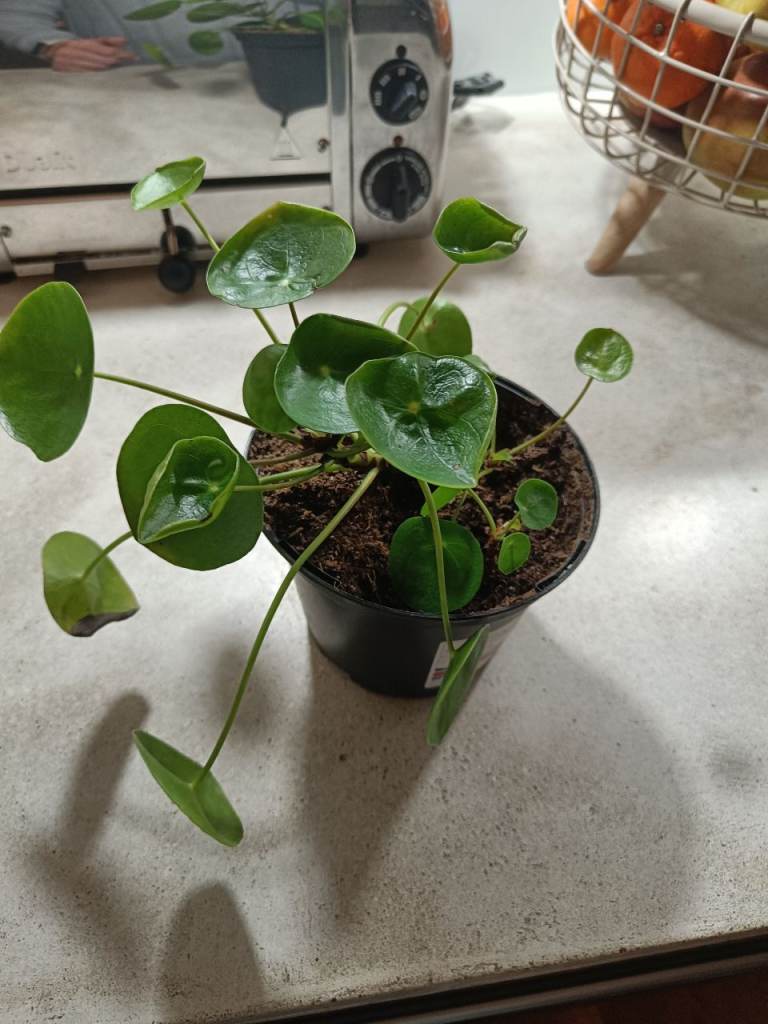 Trendy Chinese Money Plant (Pilea Peperomioides) For Sale! 💰