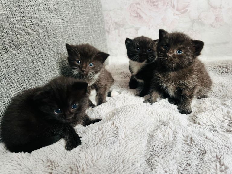 Kittens half Russian blue 