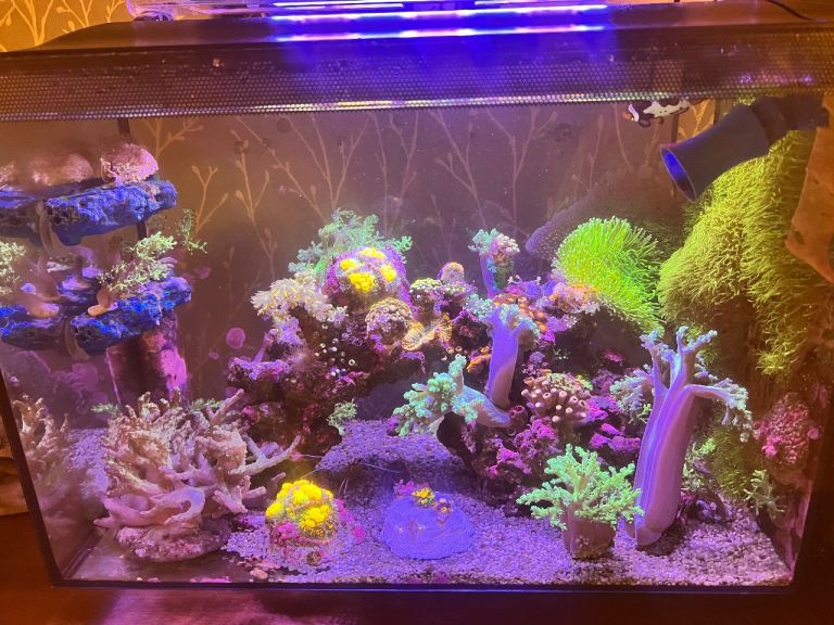 Coral frags 