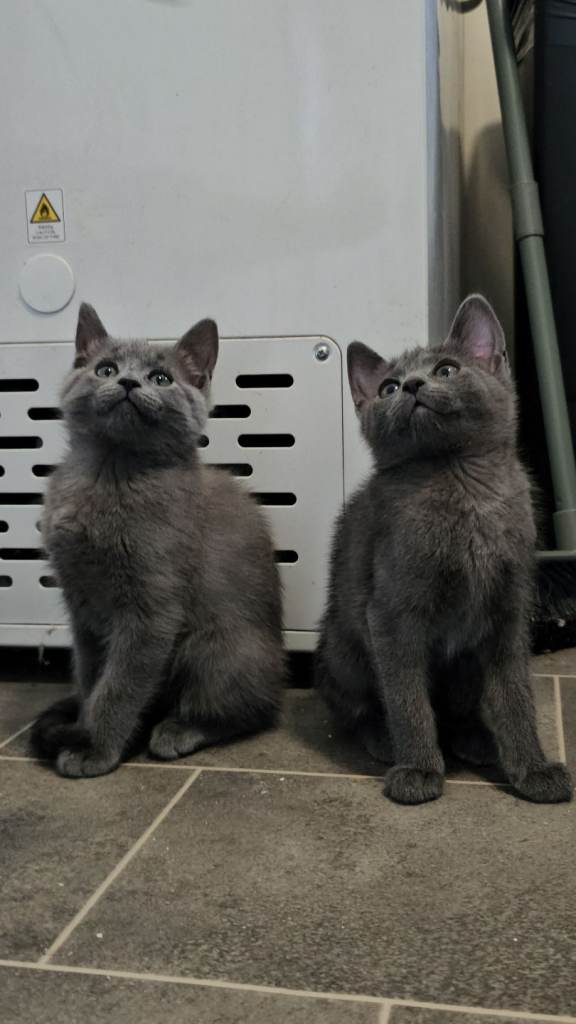 Kittens 9 weeks old russian blue crossed
