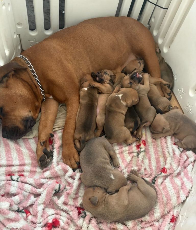 Mastiff X Olde English Bulldogge 