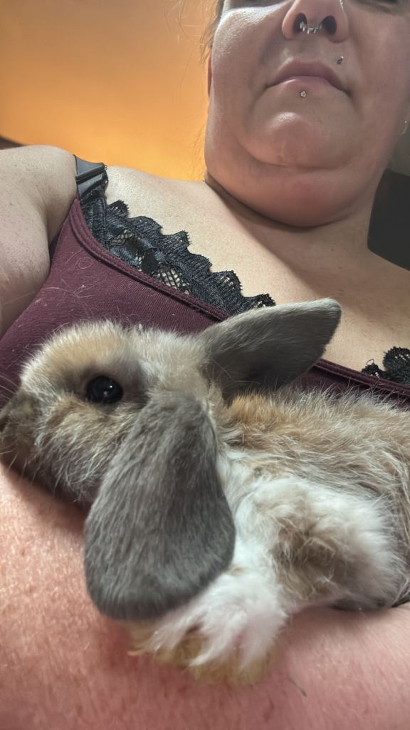 Dwarf baby lop ear bunnies for sale- 