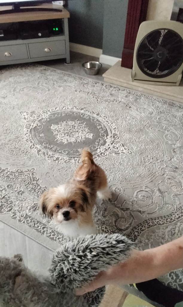 Puppy  Shih Tzu
