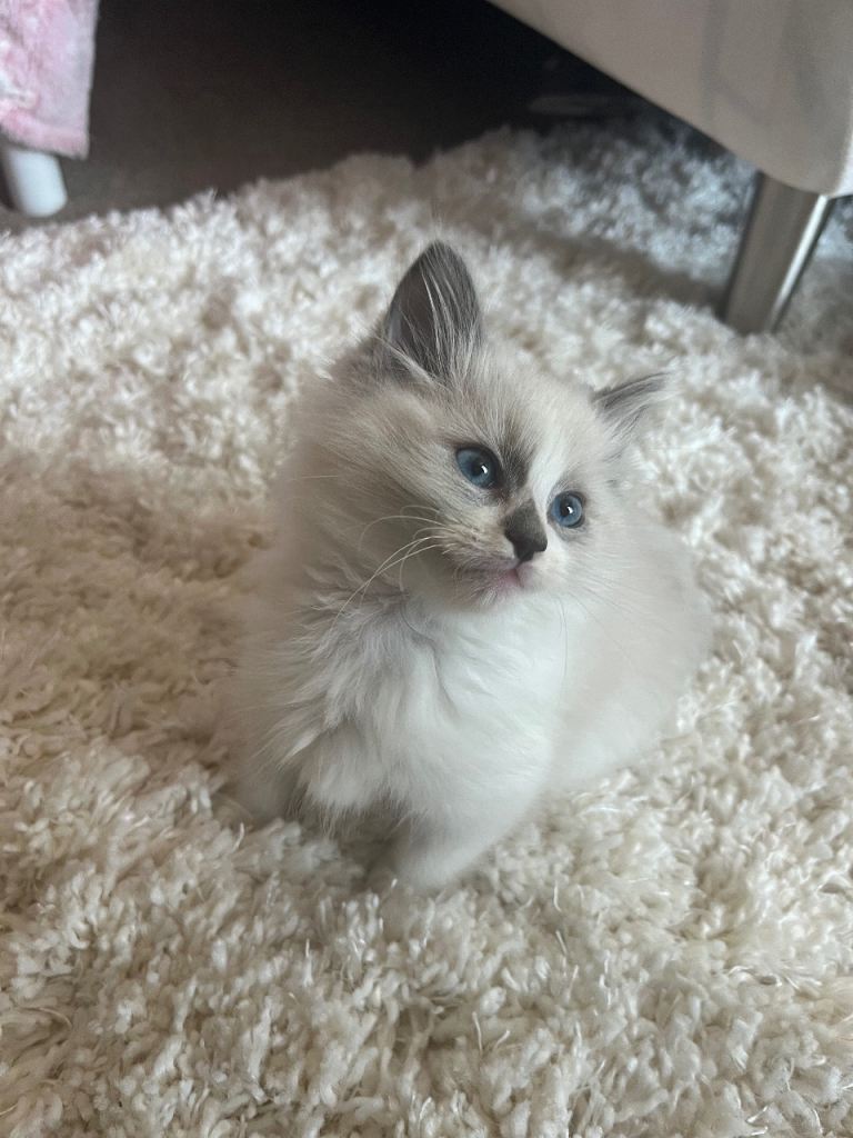 Beautiful blue ragdoll kittens 