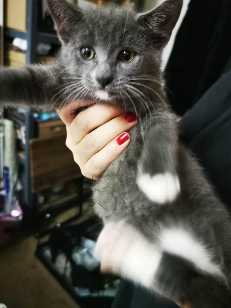Beautiful kitten