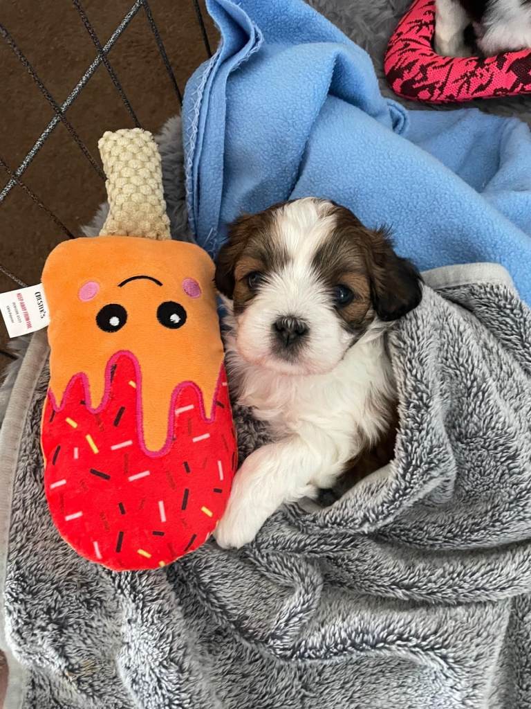 2 Girl  Lhasa apso pups 
