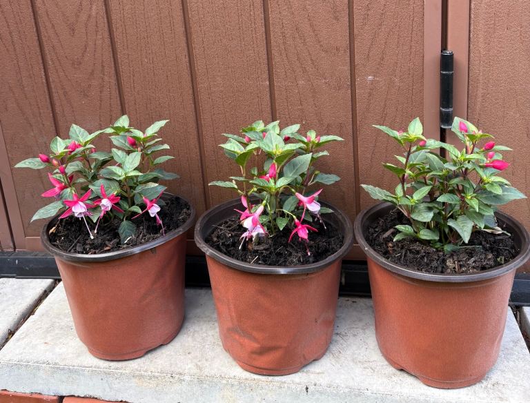 Beautiful fuchsia plants ( price for each one £4 , or 3 for £10)