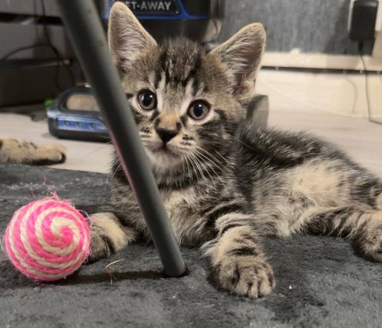 2 beautiful kittens to loving homes