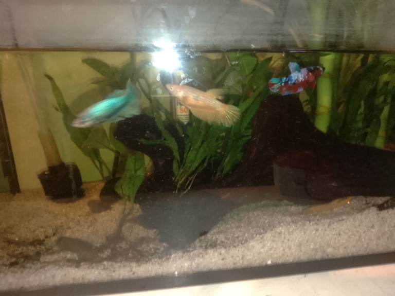 Three female betas 