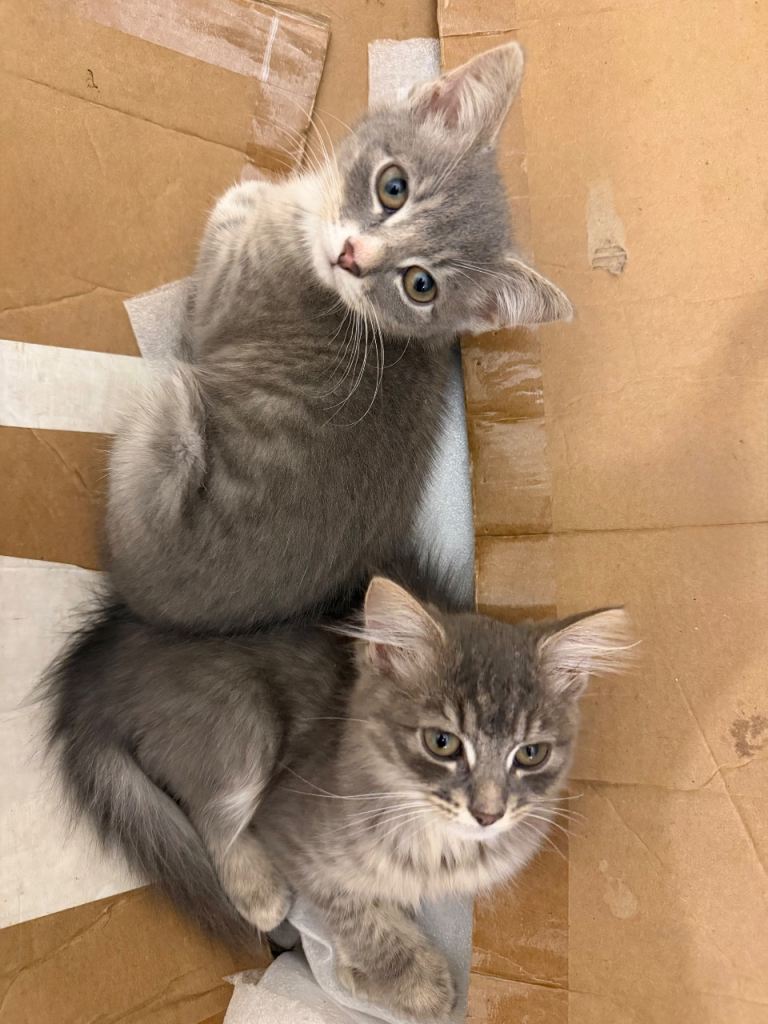 2 Kittens (HAS BEEN RESERVED)