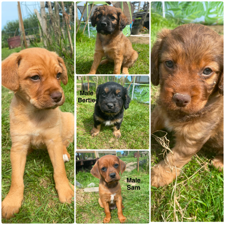Gorgeous Mixed breed puppies