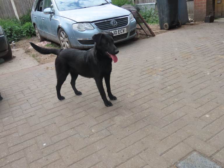 LABRADOR / DEERHOUND