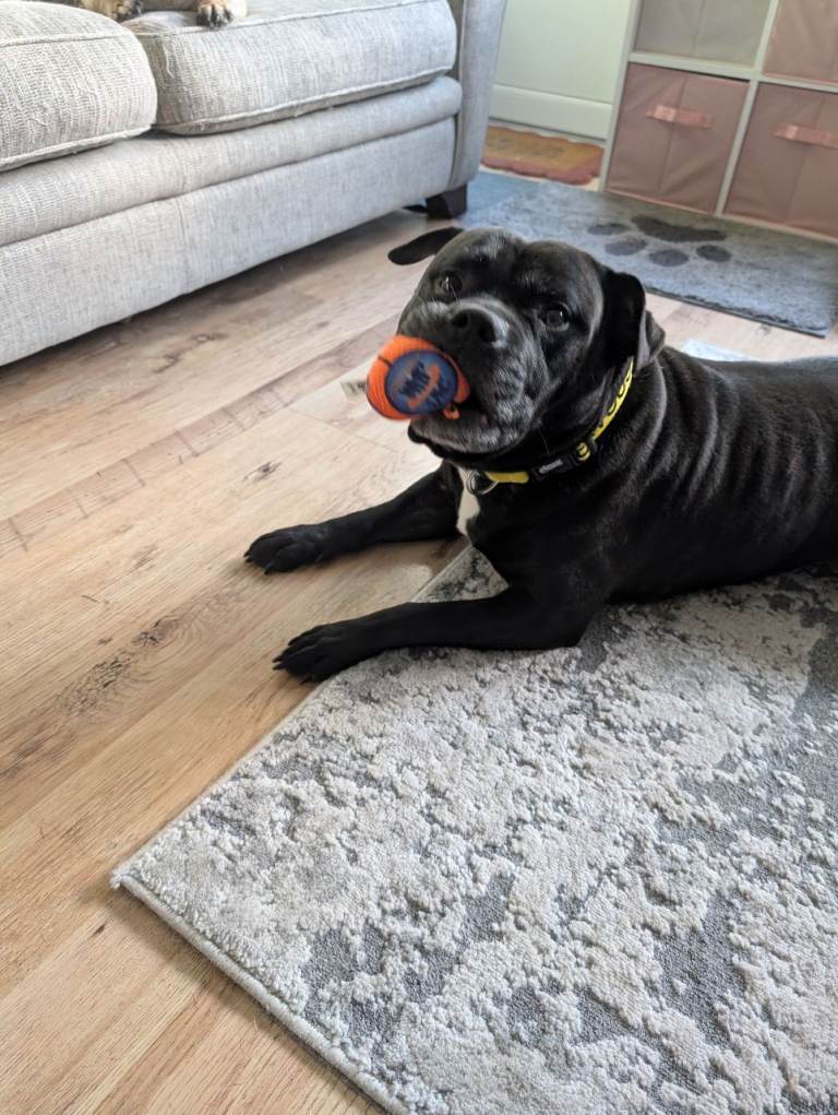 Gorgeous Male Staffie in need of a new loving home