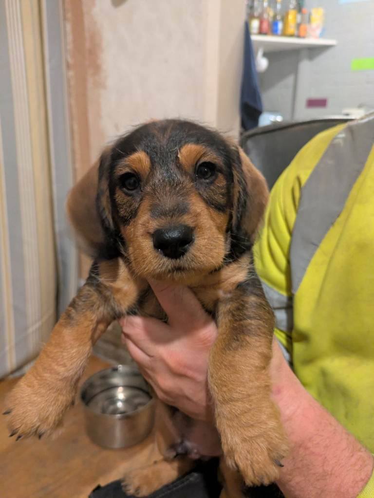 Wire haired dachshund