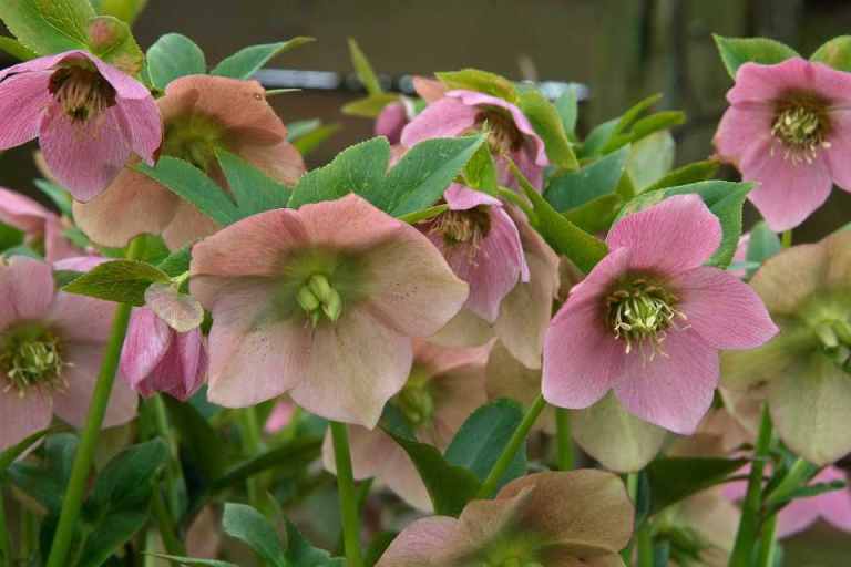 Garden Hellebore Plants