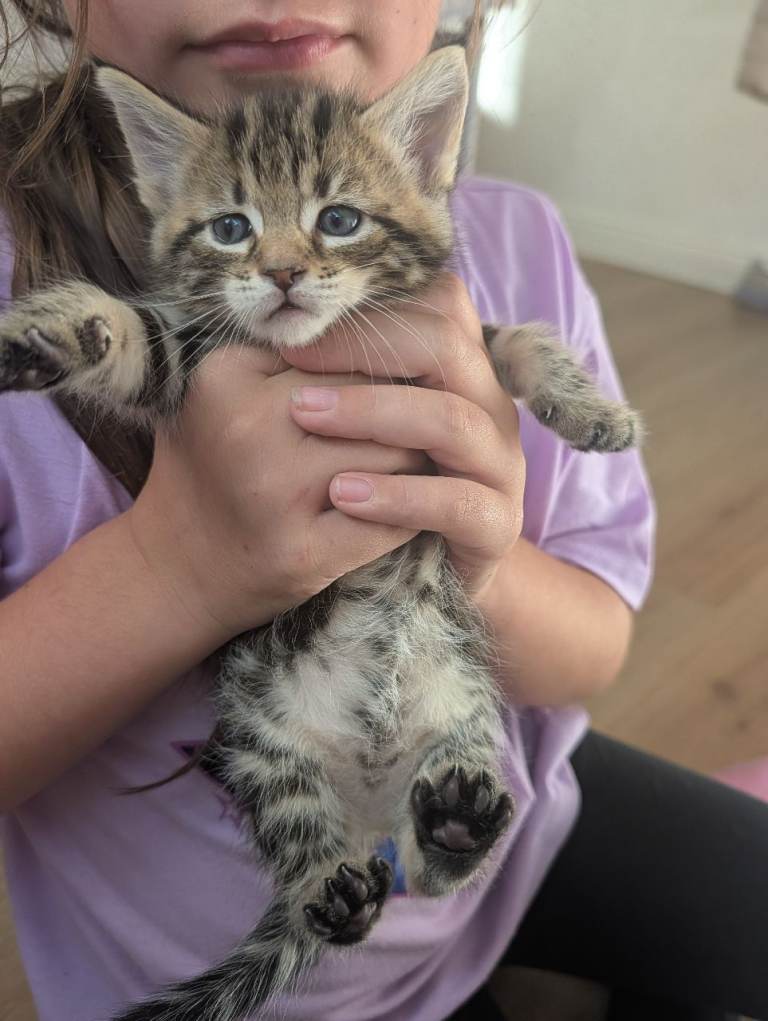 Kittens 