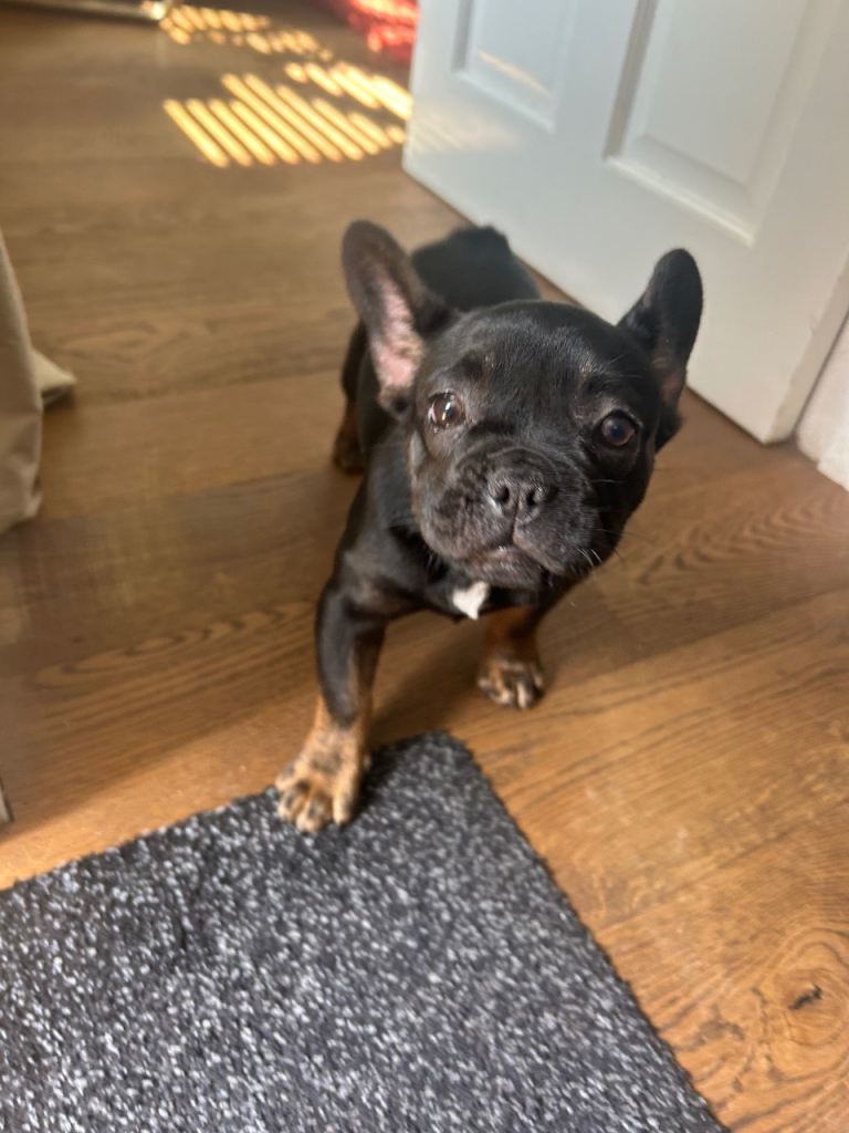 Last fluffy carrying French bulldog girl