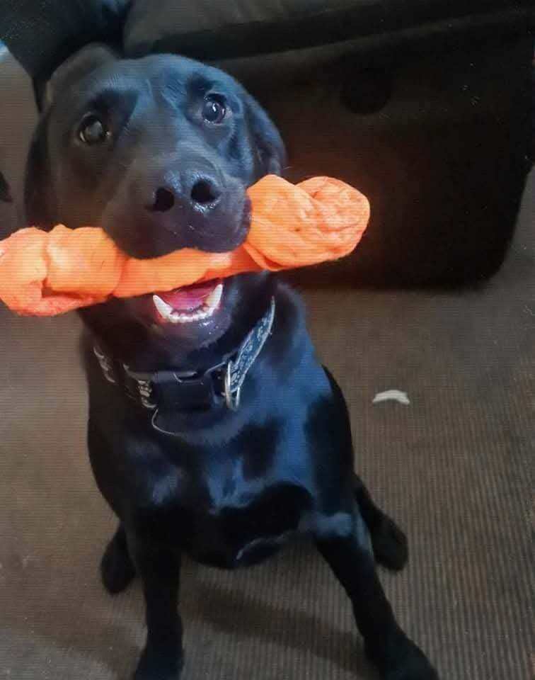 Rehoming our 4 year old black lab 