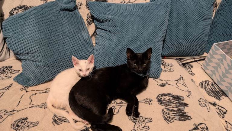 5 Month old, Chipped, Vaccinated, Neutered Male
