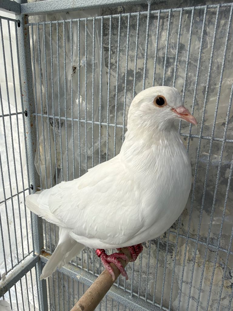 Pigeons and  Cage
