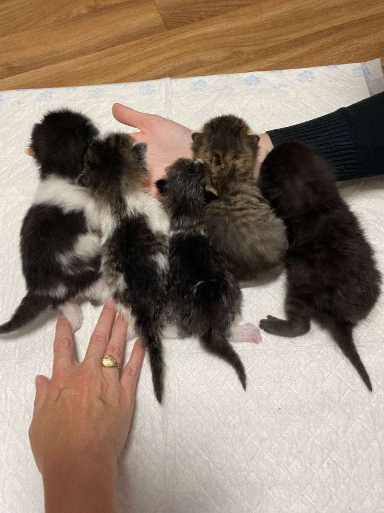 Kittens 3 wks old 