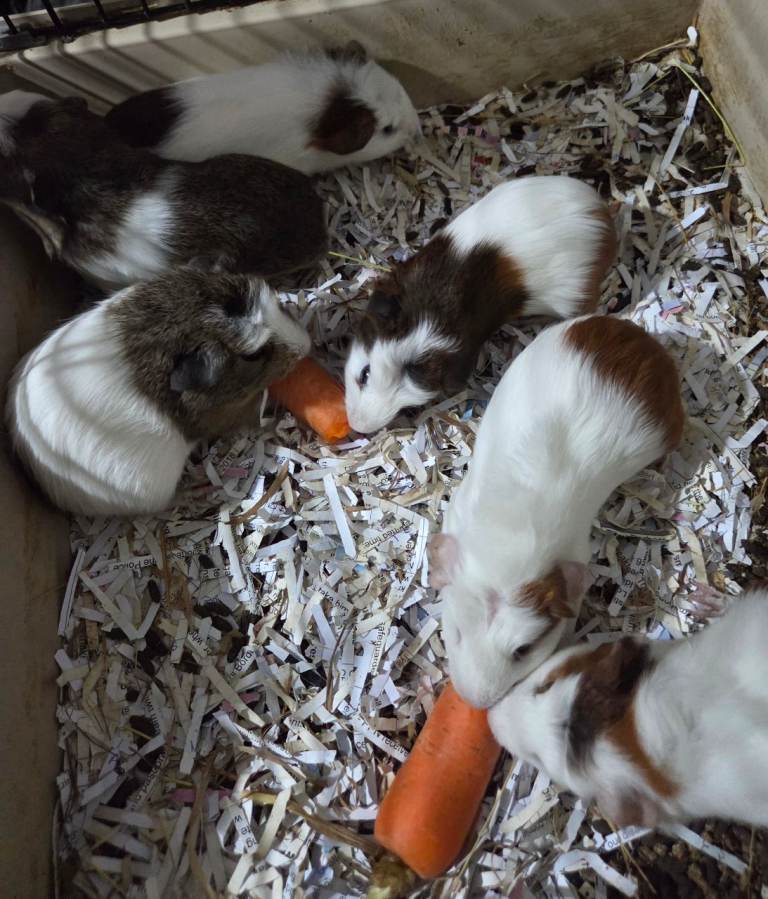Baby guinea pigs for sale 