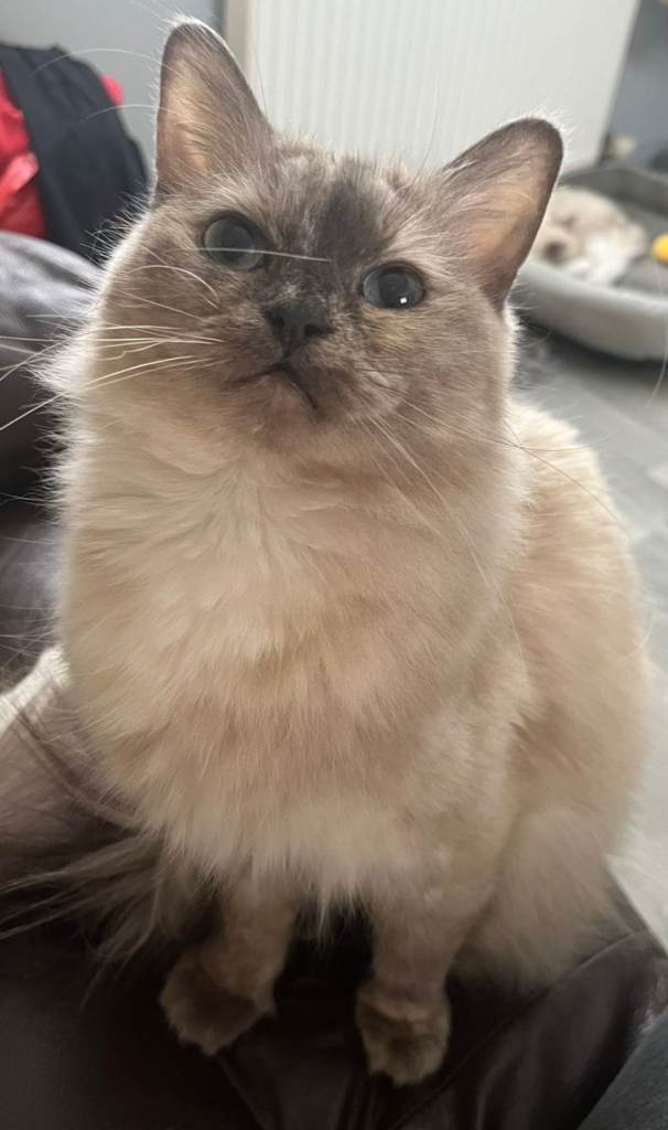 Blue mink tortie ragdoll female