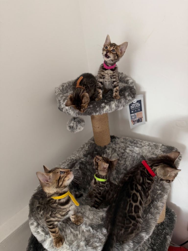Bengal Kittens Available 