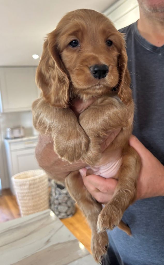 Kennel Club Registered Cocker Spaniel Boy Puppies 