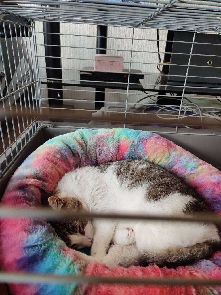 Lost pet
