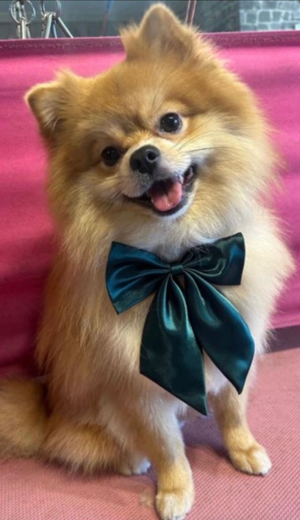 2 year old Pomeranian male for sale 