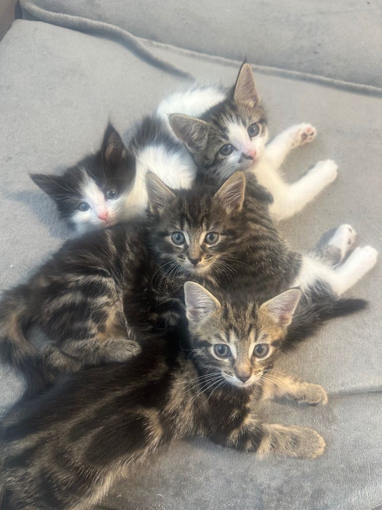 4 PLAYFUL KITTENS READY TO GO TO THEIR FOREVER HOMES