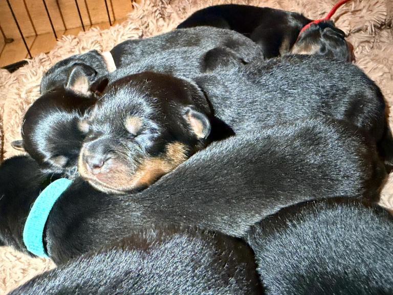Rottweiler puppies 
