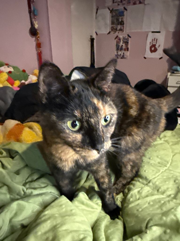 CAT SELLING, NEED URGENTLY GONE