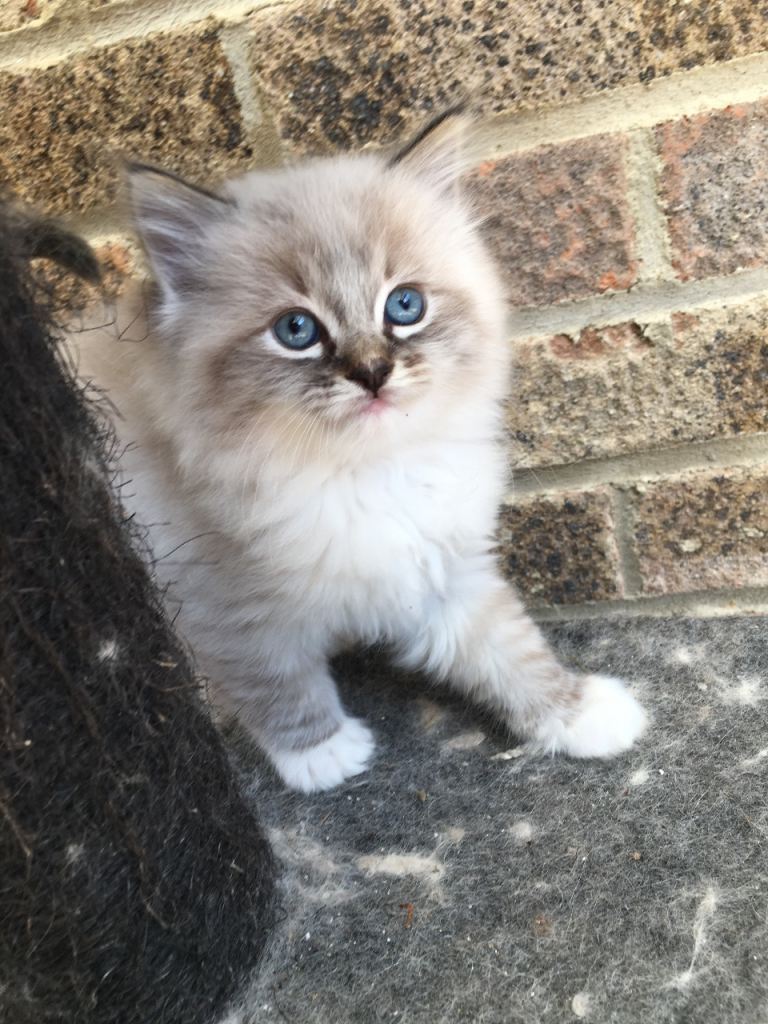 A Gorgeous male Ragdoll kitten for sale